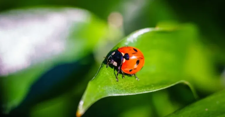 8 Plagas Comunes en Primavera y Cómo Controlarlas de Forma Natural