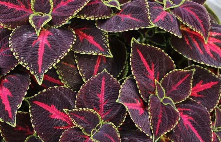 CÓMO CUIDAR Y MANTENER VIVO TU NOMBRE DEL PLANTAS (COLEUS): ¡UNA TOQUE DE COLOR EN TU CASA Y JARDÍN!
