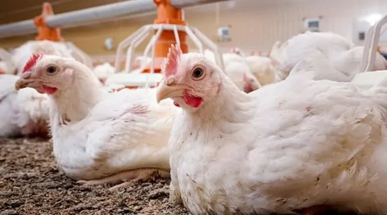 Guía Definitiva para Engordar Pollos: Alimentación por Etapas Desde el Primer Día hasta la Faena