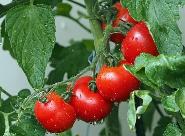Cultivo de Tomates: Guía Completa para una Cosecha Abundante 🍅