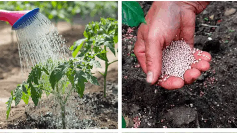 ¿CÓMO CONSEGUIR UNA COSECHA EXAGERADA CON UN SENCILLO TRUCO? EL SECRETO QUE TODO EL BARRIO QUIERE SABER