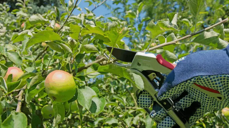 TÉCNICAS DE PODA EN ÁRBOLES FRUTALES: CLAVES PARA UNA FRUCTIFICACIÓN ÓPTIMA