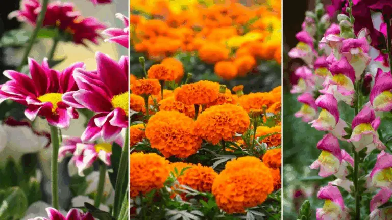 FLORES MÁS CONOCIDAS PARA TU JARDÍN