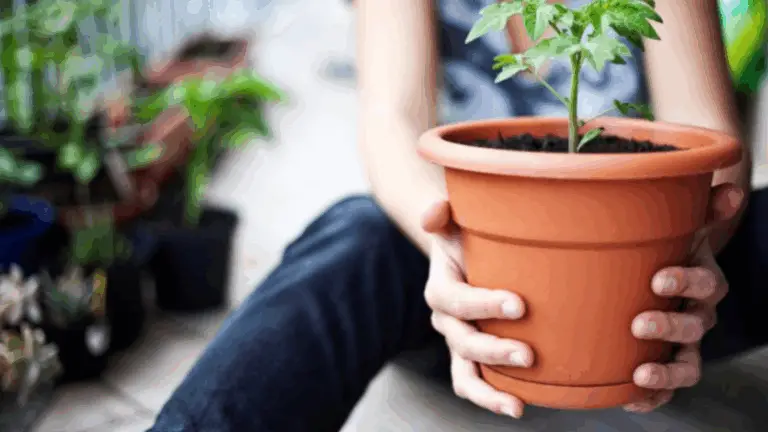CÓMO EMPEZAR A SEMBRAR PLANTAS DESDE CERO EN TU HOGAR O CAMPO