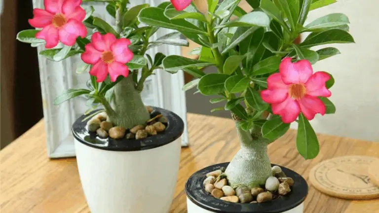 ROSA DEL DESIERTO: BELLEZA Y RESISTENCIA EN UN SOLO FLOR