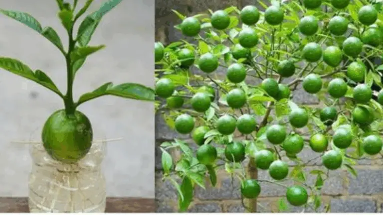 GUÍA PRÁCTICA PARA FERTILIZAR TU LIMONERO CON MÉTODOS CASEROS