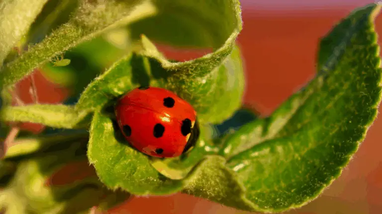 CÓCCINELLAS EN TU JARDÍN: LOS GUARDIANES NATURALES DE TUS PLANTAS 🐞🌿