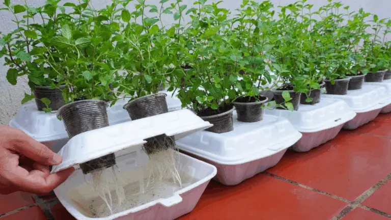Cómo Cultivar Menthe en un Verre en Plastique : La Méthode Qui Dépasse les Attentes