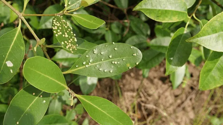 Adiós Pulgones y Cochinillas en Minutos: Receta Casera, Poderosa y Natural 🐛❌