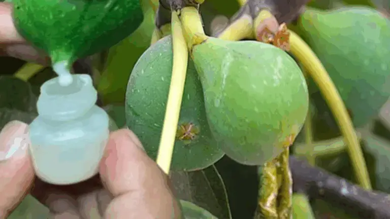 La Importancia de la Savia de Higos: Un Tesoro Natural que Vale Oro