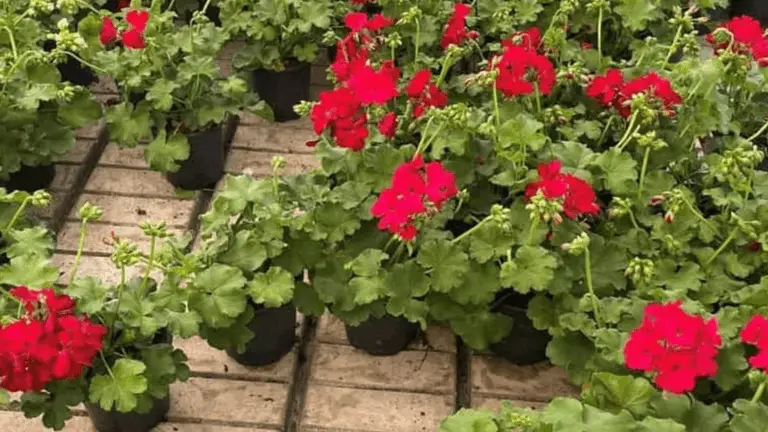 Encantadores Geranios de Colores en Tu Jardín: La Guía para Crear un Espacio Lleno de Vida y Color