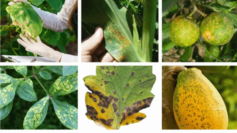 Aprende a Detectar a Tiempo los Problemas de tus Plantas con la Identificación Visual