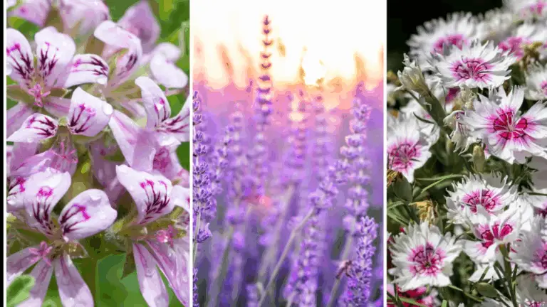 Protección Natural contra los Insectos en tu Jardín: 11 Plantas Eficaces para Ahuyentarlos