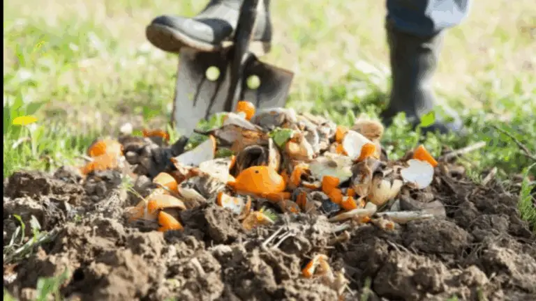 Revitaliza tu Jardín: Los Beneficios de Enterrar Cáscaras de Cítricos