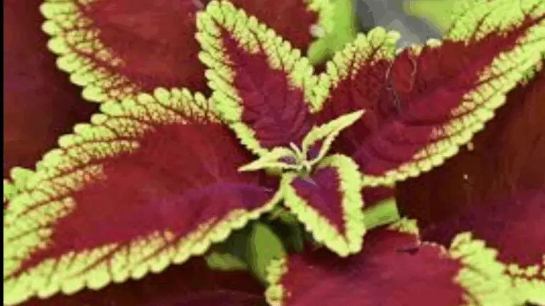 Guía práctica: Cómo cultivar y aprovechar al máximo el Coleus – la planta de colores sin flores