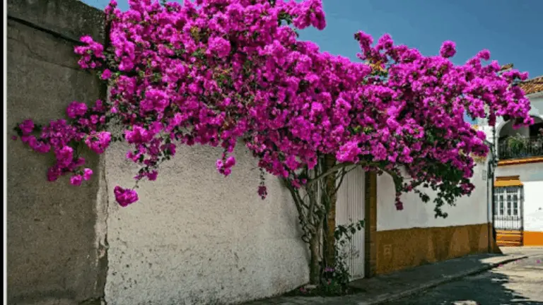 ¡Haz que tu buganvilla explote en flores con estos sencillos cuidados y trucos de poda! 🌺✨