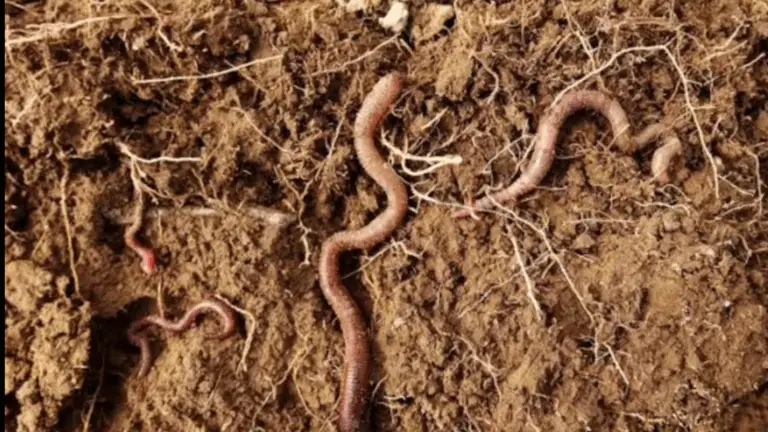 El Ver de Tierra: El Constructor Silencioso de Nuestro Futuro