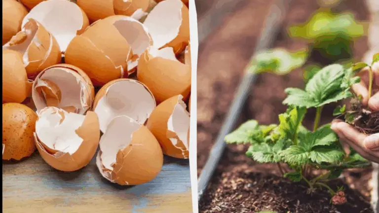 Las Coquillas de Huevo: Un Tesoro Natural para tu Jardín