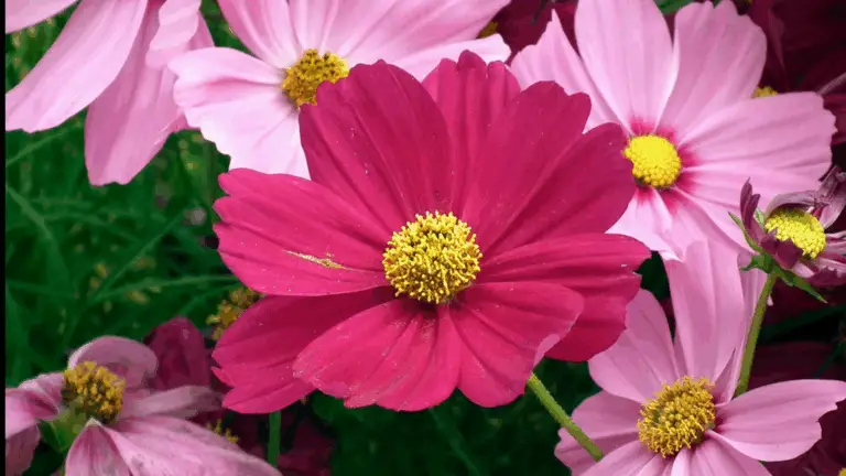 Plantas de Jardín: Cómo Añadir Color y Vida a tus Espacios Exteriores