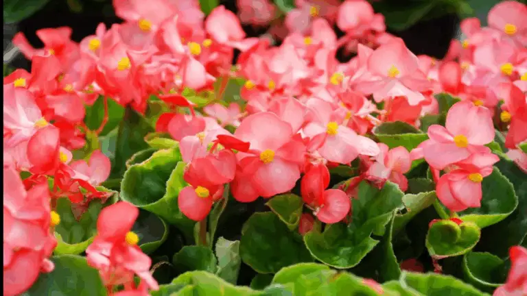 Plantas que Florecen Todo el Año: El Toque de Color que Tu Jardín Necesita