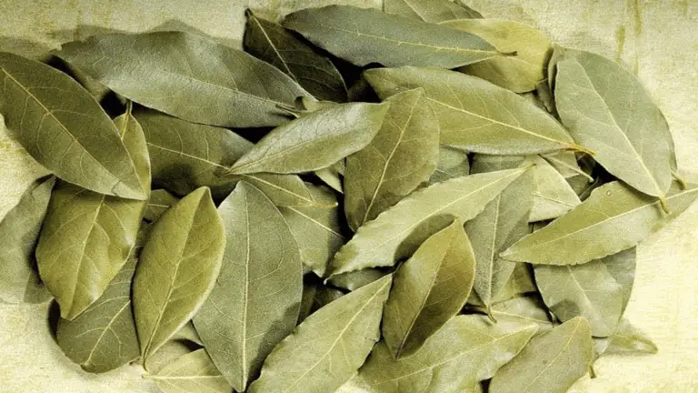 Cómo ahorrar dinero en la compra del café: el truco sencillo con hojas de laurel