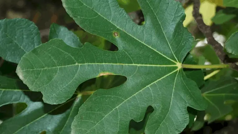 La importancia de las hojas de la higuera: ¿Qué saben realmente las personas sobre ellas?