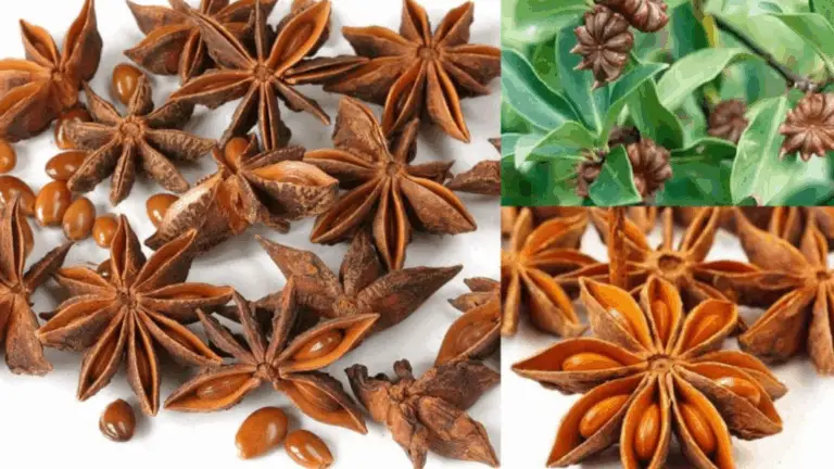 DE LA GRAINA A LA ESPECIA: CÓMO CULTIVAR ANÍS EN CASA EN MACETAS