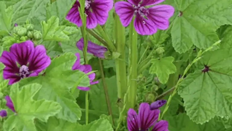 POR QUÉ DEBERÍAS CRECER MALVARROSAS EN TU JARDÍN Y CÓMO APROVECHAR CADA PARTE DE ESTA PLANTA