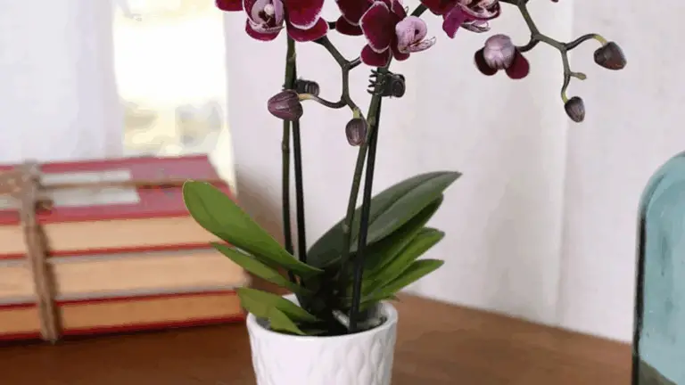 ¡PROLONGA LA VIDA DE TU ORQUIDEA JUST ADD ICE!