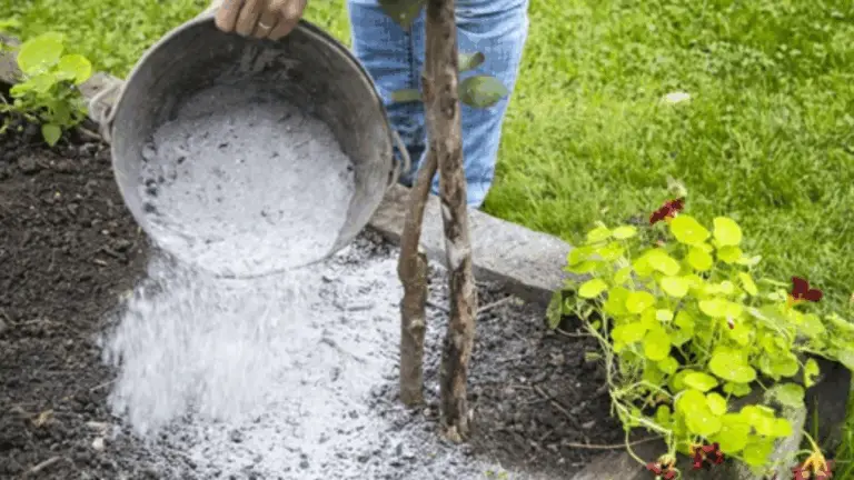CUIDA TUS PLANTAS CON CENIZA DE MADERA: CONSEJOS PRÁCTICOS Y SEGURIDAD