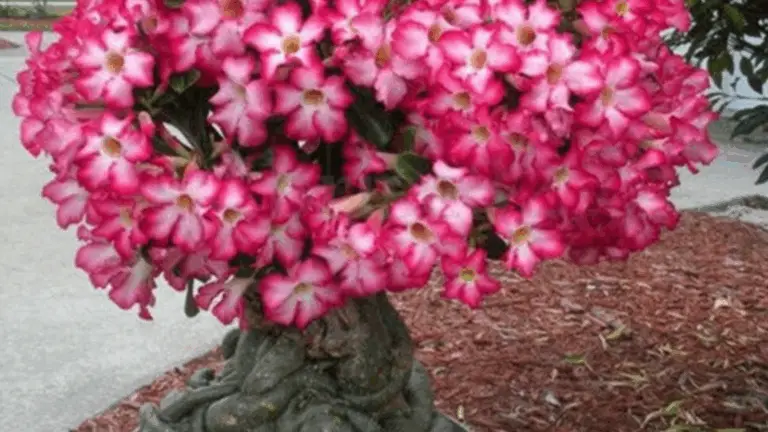 CÓMO CULTIVAR Y C cuidar LA ROSA DEL DESÉRT EN TU JARDÍN O EN MACETA