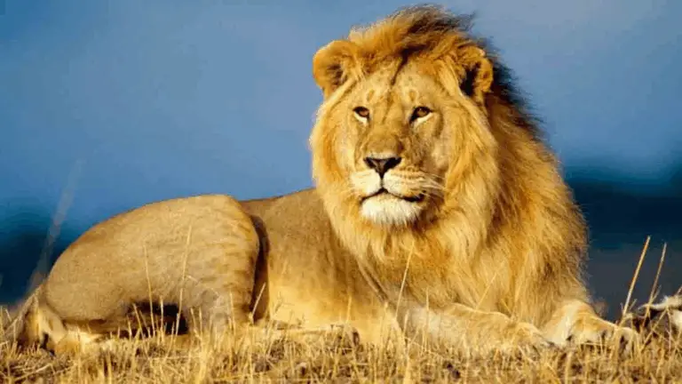 LOS HÁBITATS NATURALES DE LOS ANIMALES: DÓNDE VIVEN Y CÓMO SOBREVIVEN