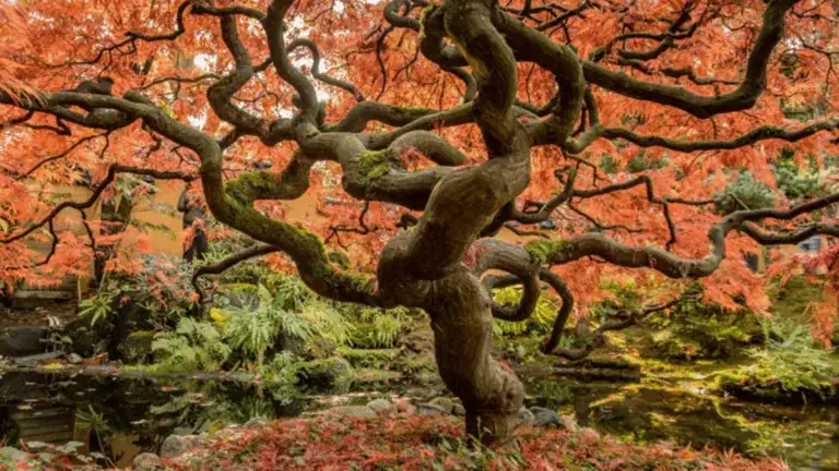 GUÍA FÁCIL DE ÁRBOLES FLORALES PARA EMBELLECER TU JARDÍN