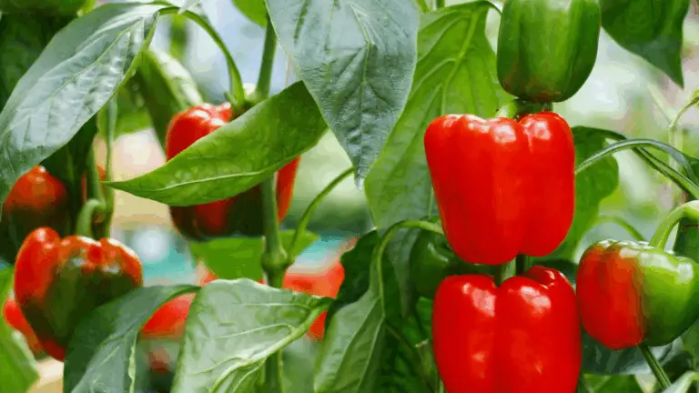CULTIVO DEL PIMIENTO: CÓMO LOGRAR UNA PEPINIÈRE EXITOSA