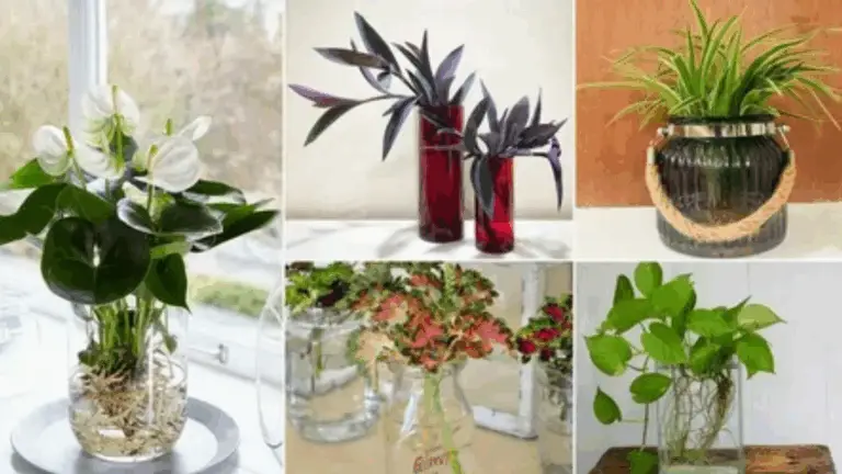 PLANTAS QUE ABSORBEN EL CALOR Y TE PERMITEN RELAJARTE EN EL AGUA