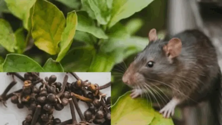 EL REPELENTE ANTI-RATAS Y RATONES MÁS EFICAZ DE TODOS LOS TIEMPOS: ¡DESAPARECERÁN EN TU CASA EN POCAS SEMANAS!