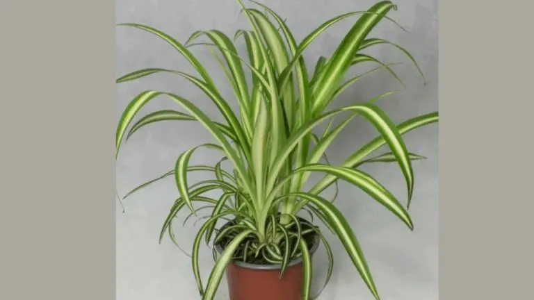 FALANGE: LA PLANTA QUE PURIFICA EL AIRE DE TU HOGAR Y TRANSFORMA TU ENTORNO