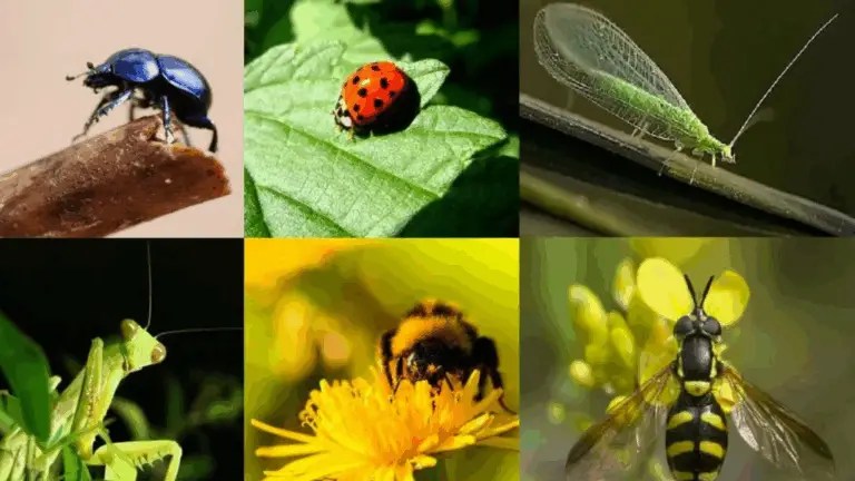 EL ECOSISTEMA RICO Y DIVERSO DE TU HUERTO O JARDÍN