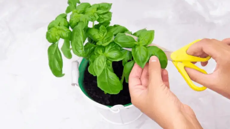 NUNCA RECOJAS LAS HOJAS DE ALBAHACA DE ESTA FORMA: LAS MATA AL INSTANTE