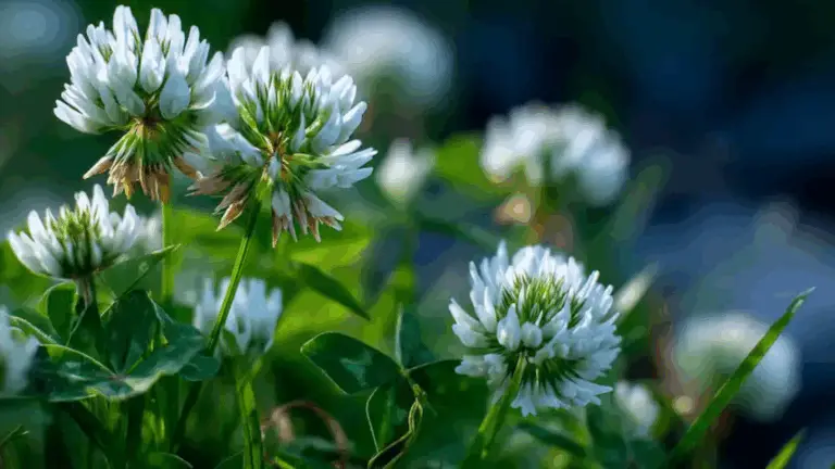 WHITE CLOVER (TRIFOLIUM REPENS): 15 BENEFICIOS Y USOS CASEROS QUE DEBES CONOCER