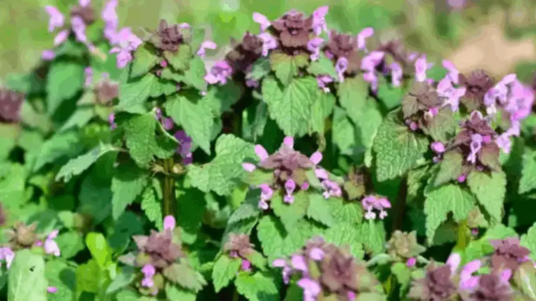 LAMIUM PURPUREUM: UN ALIADO SILVESTRE PARA LA CIRCULACIÓN Y LA SALUD CARDIOVASCULAR
