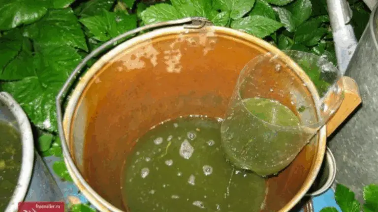 DÉBLOQUEA LA GENEROSIDAD DE LA NATURALEZA: FABRICA TU PROPIO ENGRAIS LIQUIDO GRATUITO CON UNA TÉCNICA ANCESTRAL