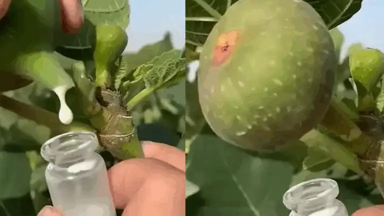 LOS INCREÍBLES BENEFICIOS DE LA MIEL DE HIGO: EL ELIXIR OCULTO DE LA NATURALEZA