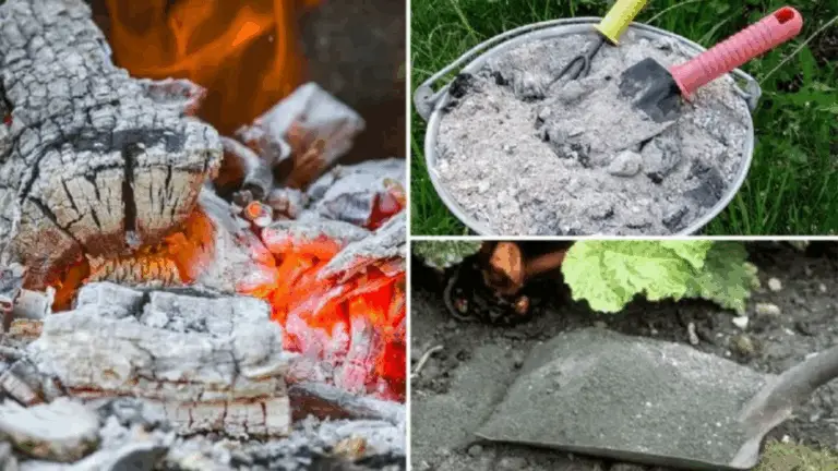 10 Utilizaciones brillantes de las cenizas de madera en casa y en el jardín