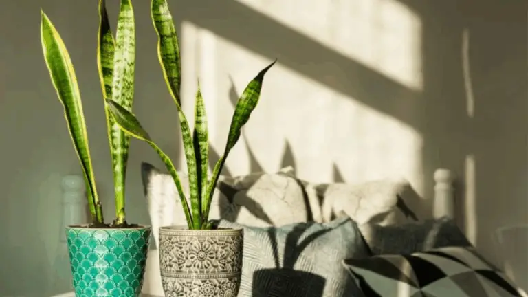 Guía completa de luz solar según el tipo de plantas: ¡Haz que prosperen! 🪴🌱