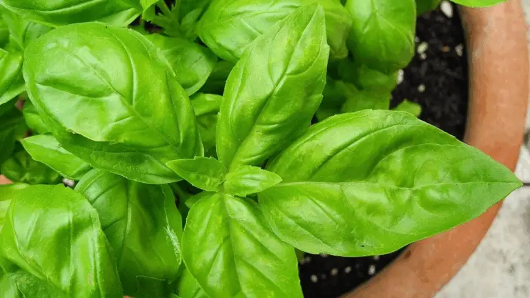 CÓMO CUIDAR BIEN EL ALBAHACA: REGLAS SIMPLES PARA QUE CREZCA FUERTE Y SALUDABLE