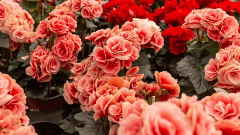 ¡Haz QUE TU JARDÍN DE VERANO FLOREZCA PLANTANDO ESTAS FLORES EN MAYO!