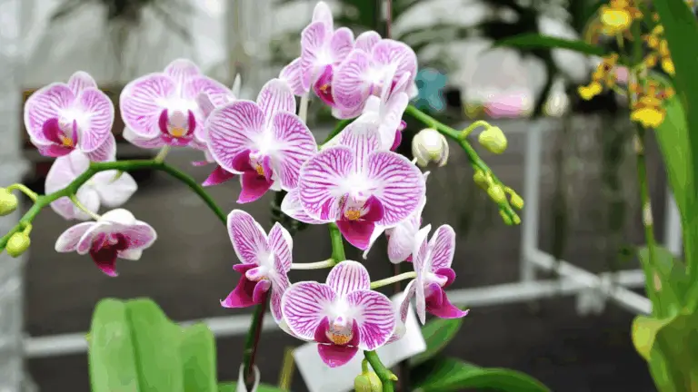 CÓMO HACER CRECER RAÍCES Y MANTENER TU ORQUIDEA SIEMPRE VIVA Y VIBRANTE