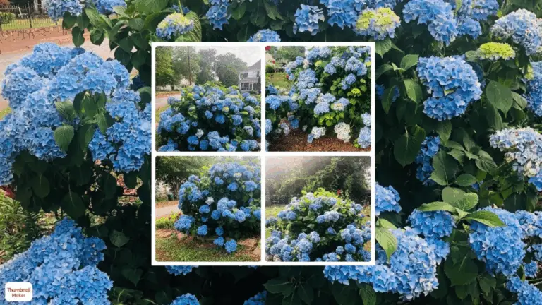 CÓMO HACER FLOREC LOS HORTENSIAS USANDO ESTA BEBIDA COMO ABONO NATURAL