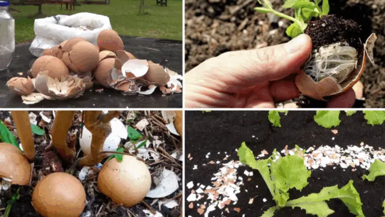 CÓMO LAS CÁSCASTAS DE HUEVO PUEDEN TRANSFORMAR TU JARDÍN Y PROTEGER TUS FLORES